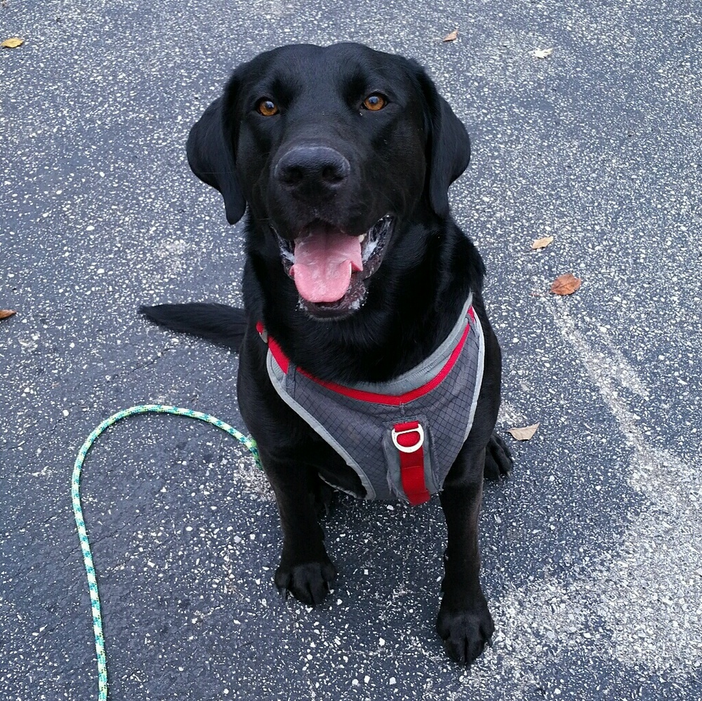 Meet your Posher, Laura